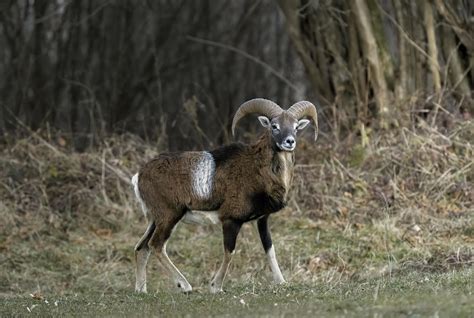 Bighorn Sheep Photos, Download The BEST Free Bighorn Sheep Stock Photos ...