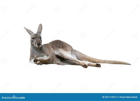 Kangaroo Isolated on White Background Stock Photo - Image of kangaroos ...