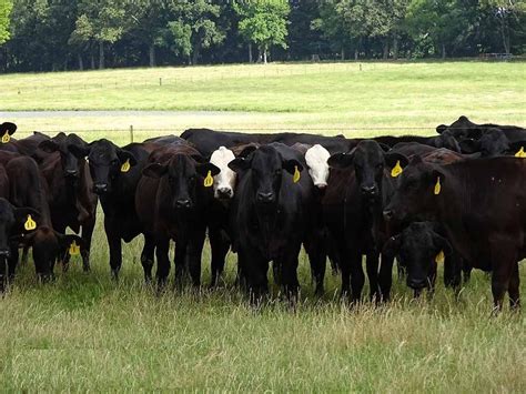 50 - Brangus Bred Heifers - Texas