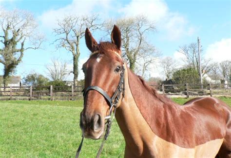 Peter Bowen Racing – The best stables in Pembrokeshire