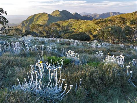 Improved protection for the Alpine National Park