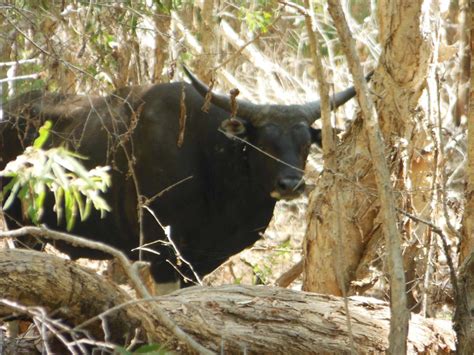 Previous Years Banteng - Tropical Hunting Safaris