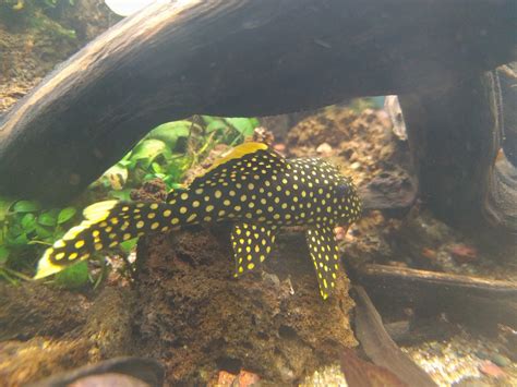 Plecostomus & Algae Eaters | Discus.com