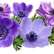 Purple Flower PNG Image - PNG All