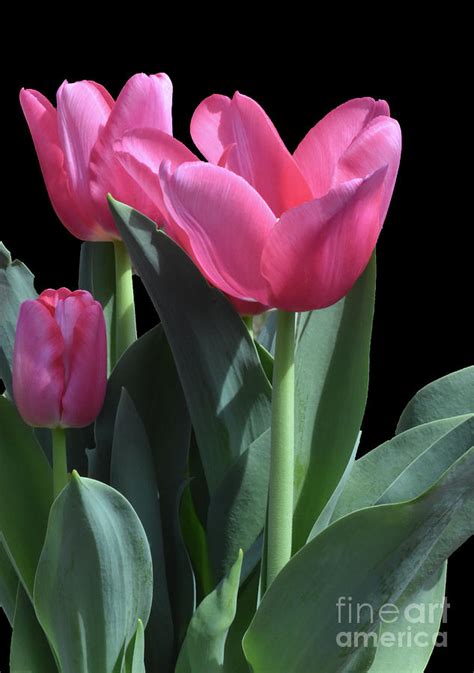 Easter Tulips Photograph by Carol A Commins - Fine Art America