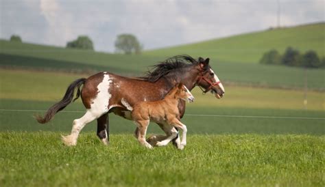 The Ultimate Guide to British Horse Breeds — Strathorn