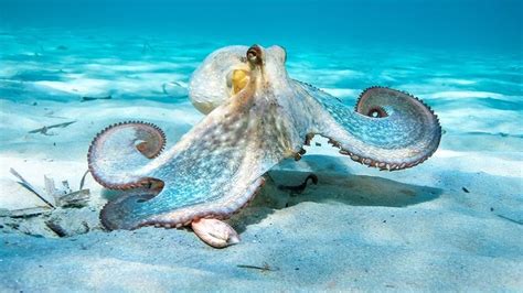 Octopuses feel pain and need legal protection, say MPs - BBC News