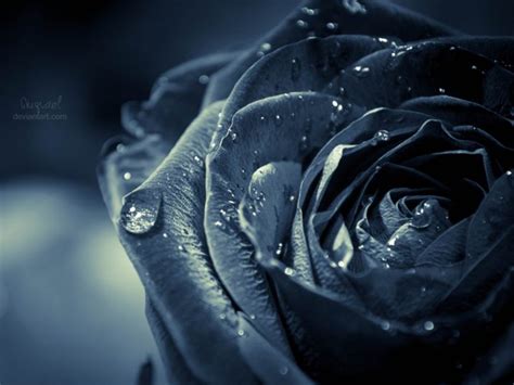 🔥 [75+] Black Rose Backgrounds | WallpaperSafari