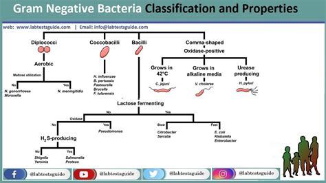 Gram-Positive VS Gram-Negative Bacteria | Lab Tests Guide