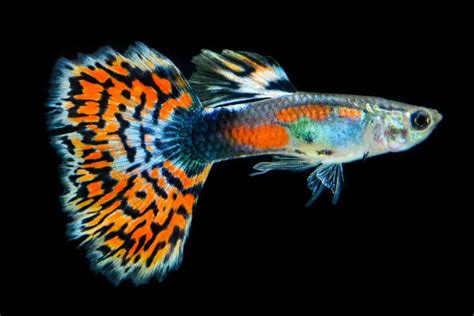 Temperature For Guppy Fish? What Water Temperature Do They Like? – Fishkeeping Forever