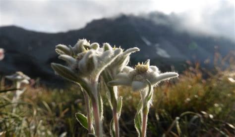 Edelweiss Meaning, Symbolism, and the History behind It - Natgeos