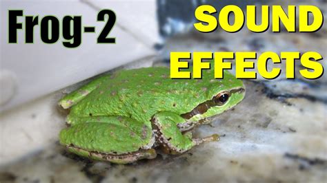 Frog Sound #2 | Sound Effects - YouTube