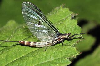 Mayflies Ephemeroptera Dragonflies Damselflies Scorpionflies Odonta Tricoptera Mecoptera