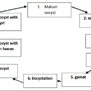 Life cycle of Isospora belli. | Download Scientific Diagram