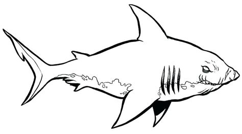 Megalodon Shark Drawing | Free download on ClipArtMag