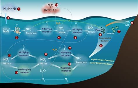 Nitrous Oxide