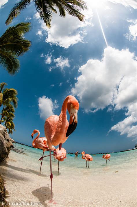 Renaissance Insel, Aruba Entspannen mit den pinken Flamingos der Insel ...