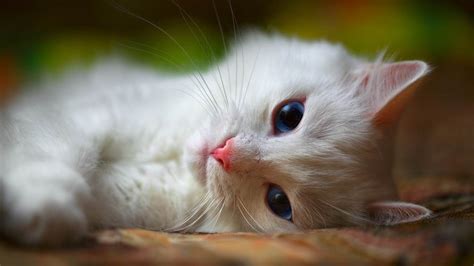 beautiful white cat ~ | Beautiful cats, Cute cats, Cats