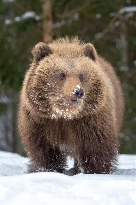 Wild Brown Bear Cub Closeup in Forest Stock Image - Image of danger ...