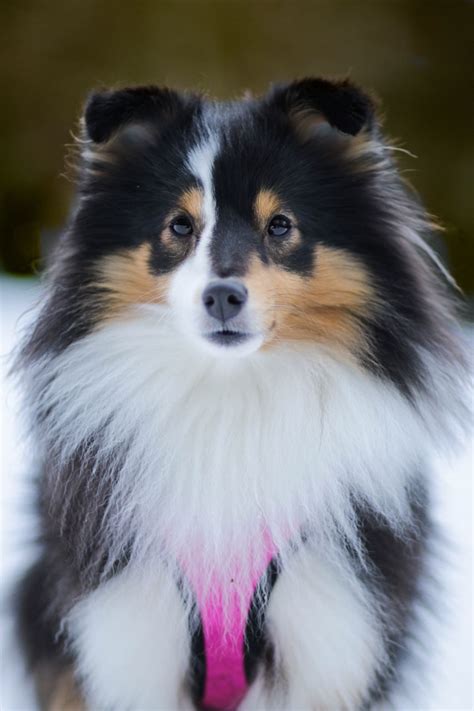 Sooo Beautiful - Tri Sheltie - What a sweet face!! Love, love, love the markings :) Cute Puppies ...