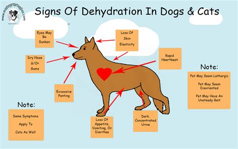 What Are The Signs Of Dehydration In A Dog