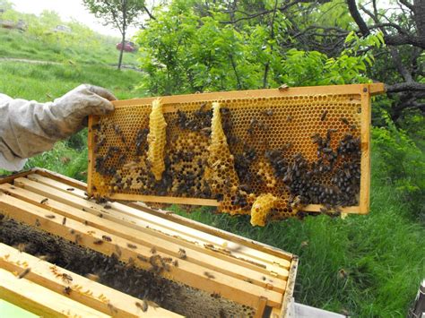 Burr Comb! : Beekeeping