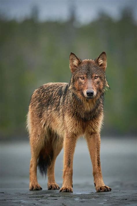 Coastal Sea Wolf | Wolfshond, Dieren