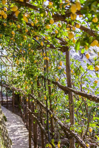 Amalfi Coast Lemon Trees Stock Photos, Pictures & Royalty-Free Images - iStock