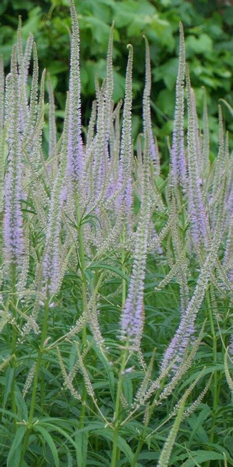 Veronicastrum virginicum 'Lavender Towers'