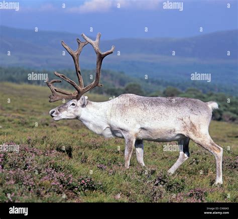 Reindeer (Rangifer tarandus Stock Photo - Alamy