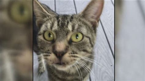 Airbnb guests allegedly stole 'Nubbins the cat' after staying at Sonoma ...