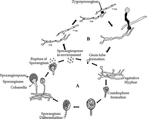 Phylum Zygomycota Life Cycle