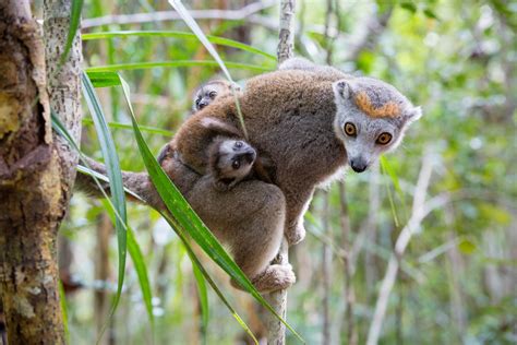 Baby Lemurs in Madagascar 2024 - Rove.me