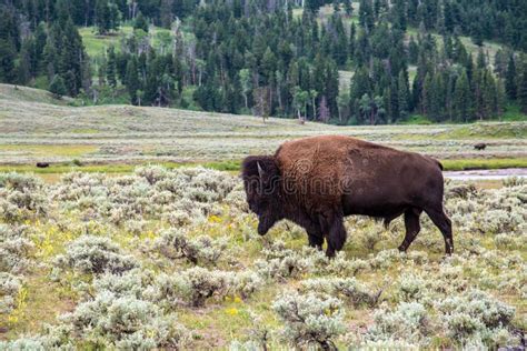 Wildlife at Lamar Valley in Yellowstone National Park Stock Photo - Image of coat, forest: 160872044