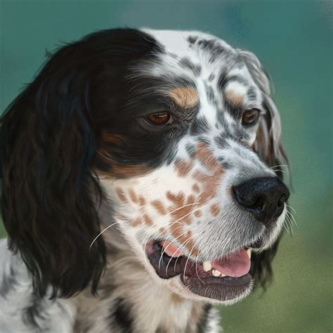 English Setter (Lawerack/Laverack/Llewellin/Blue Belton) | English setter dogs, Irish setter ...