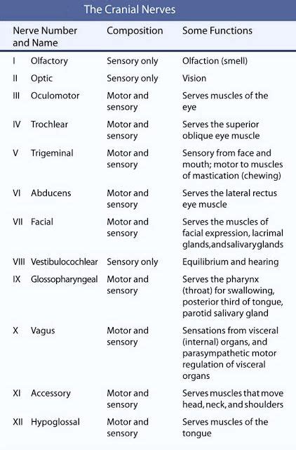 50 best images about Nursing - Cranial Nerves on Pinterest | Medical ...