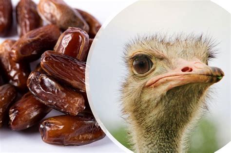 By-product: Date waste as feed ingredient for ostriches - All About Feed