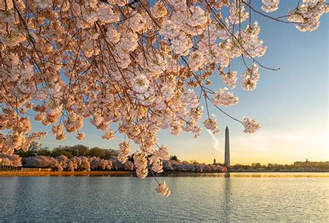 National Park Service announces cherry blossom peak bloom - The ...