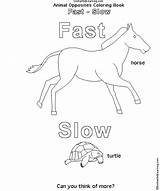 Fast And Slow Opposites Coloring Pages sketch template