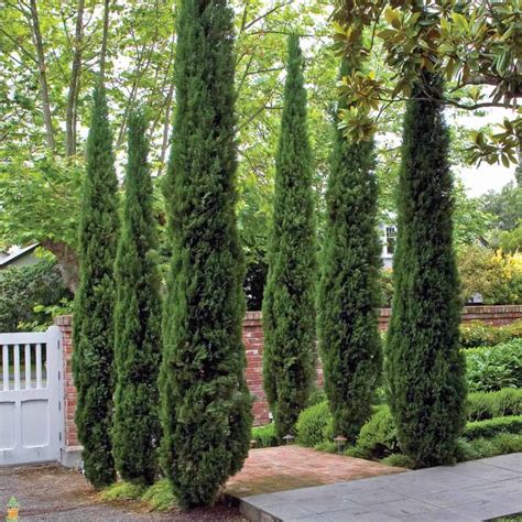 7 Fast Growing Trees For Ultimate Privacy In Your Garden