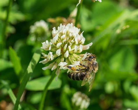 The Best Plants to Attract Bees