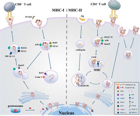 The synthesis and antigen-presentation processes of MHC molecular ...