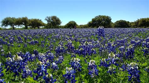 Here's a list of the best Central Texas spots for bluebonnet pictures ...