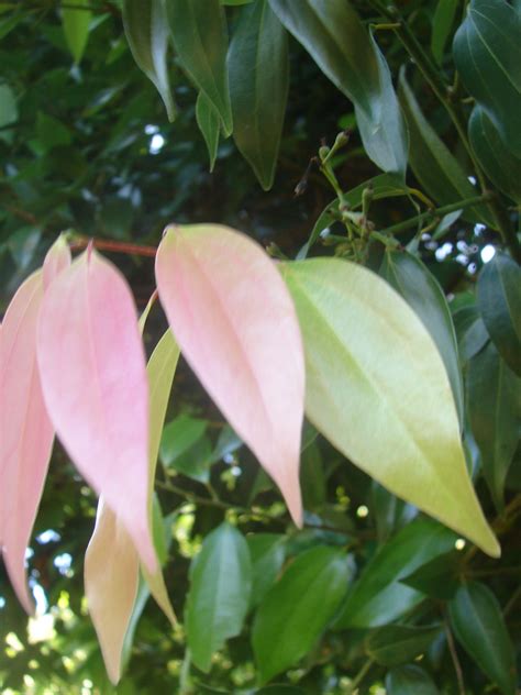 Polynesian Produce Stand : ~Ceylon CINNAMON Tree~ LIVE SPICE TREE 3 ...