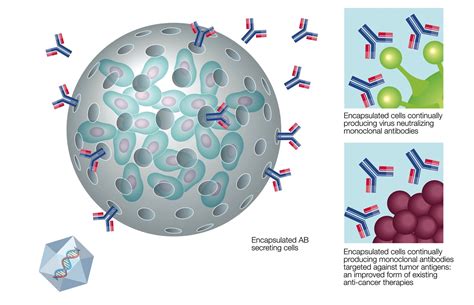 Cell encapsulation Production of Antibodies Cell-in-a-Box