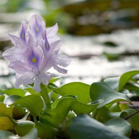 Water Hyacinth Floating Pond Plant - Chalily Ponds & Gardens