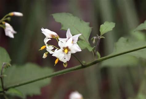 Solanaceae Family Liliaceae Family Plants List