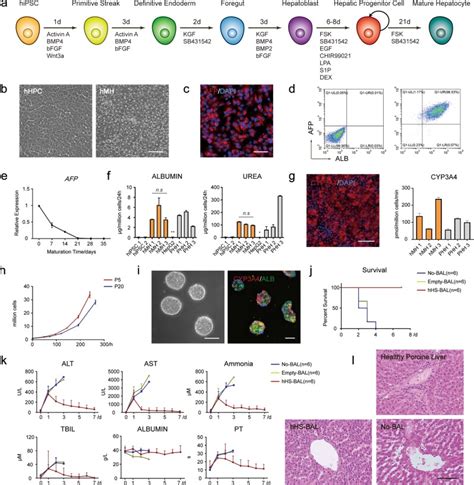 Hepatic spheroids derived from human induced pluripotent stem cells in ...