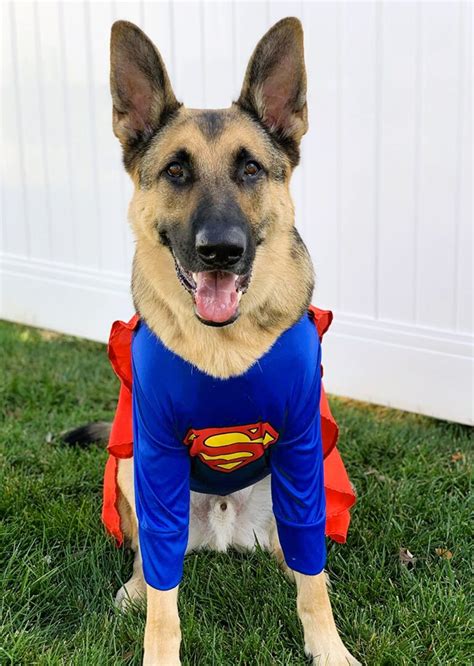 Best German Shepherd Halloween Costumes That Fit!