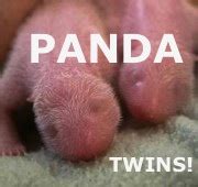 SO CUTE! NEWBORN PANDA TWINS! First Twins In U.S. Since 1987! | TheCount.com